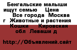 Бенгальские малыши ищут семью) › Цена ­ 5 500 - Все города, Москва г. Животные и растения » Кошки   . Кировская обл.,Леваши д.